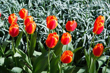 It's Tulips in the Keukenhof park in Netherlands