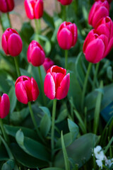 It's Violet tulips in the Keukenhof park in Netherlands