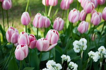 It's Tulips in the Keukenhof park in Netherlands