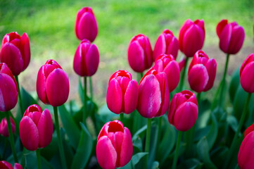 Obraz premium To fioletowe tulipany w parku Keukenhof w Holandii
