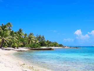 Fototapeta na wymiar Palm trees and blue waters of the French Polynesia island Rangoria.