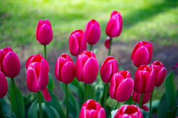 It's Violet tulips in the Keukenhof park in Netherlands