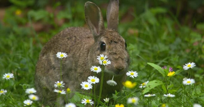 Bunny Rabbit chewing a daisy flower cinemagraph loop