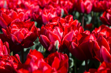 It's Spring flowers in the Keukenhof park in Netherlands
