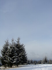 Coniferous trees in the forest on a snowy mountain peak covered with hoarfrost. Beautiful winter landscape. Ukrainian Carpathian Mountains in winter. Winter mountains images