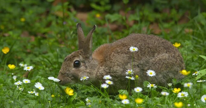 Bunny Rabbit ears swivel rotate perk up alert cinemagraph loop