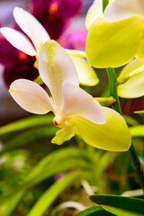 Sinharaja Forest Reserve, a national park in Sri Lanka. UNESCO World Heritage