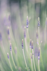 lavender flowers in the wind