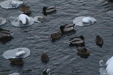 Mallard duck (Anas platyrhynchos) in Belarus