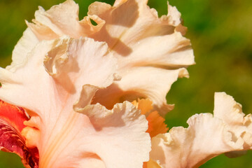 Bearded iris flower with wavy orange petal