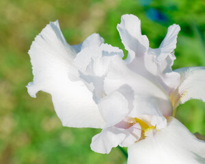 Fototapeta premium white iris flower on a green background