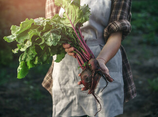 Farmers holding fresh beetroot in hands on farm at sunset. Woman hands holding freshly bunch...