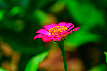 Sinharaja Forest Reserve, a national park in Sri Lanka. UNESCO World Heritage