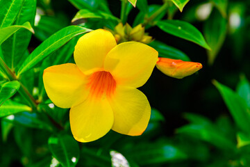 Sinharaja Forest Reserve, a national park in Sri Lanka. UNESCO World Heritage