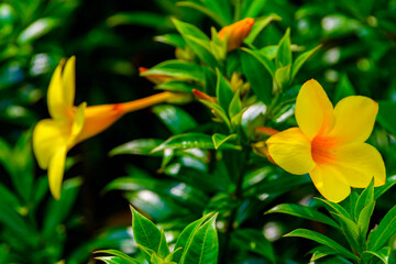 Sinharaja Forest Reserve, a national park in Sri Lanka. UNESCO World Heritage