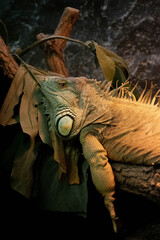 iguana on a tree