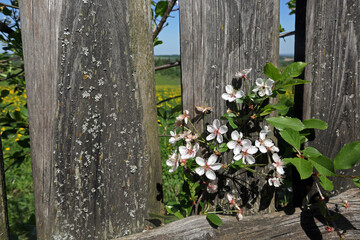 Blossoming apple tree, village, beautiful view of the fields, spring.