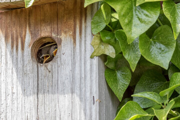 Curiosity. Cute baby bird looking out from its nest box. Wren chicks peeking at the world. Funny animal meme image.