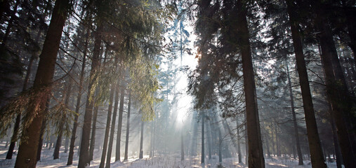 Winter forest, snow, pine and sun. Wonderful weather.
