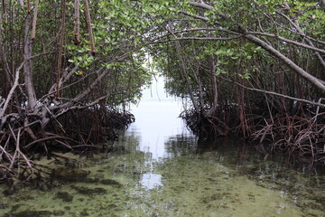 Mangrove à Lembongan, Indonésie	