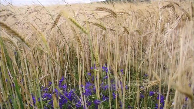 Getreidefeld in gelb, Reife auf Weizenfeld, Roggen, Gerstenfeld im Wind mit lila Rittersporn, fast reife &Auml;hren