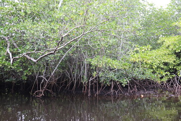 Mangrove à Lembongan, Indonésie