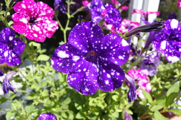 Petunie - Wei&szlig;e N&auml;chte