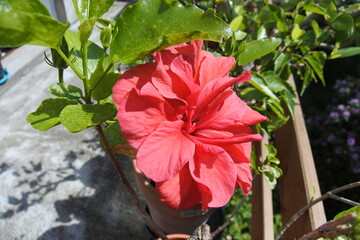 Hibiskusblüte - Du bist exotisch © Anjuschka