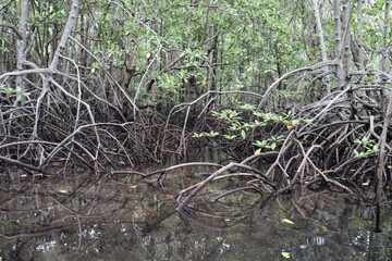 Mangrove à Lembongan, Indonésie