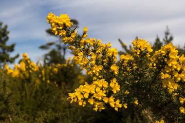 Yellow color gorse flower on a bush close up