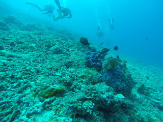 Fototapeta na wymiar Plongeurs sous marin aux iles Gili, Indonésie