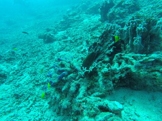Fond marin, plongée sous marine aux îles Gili, Indonésie