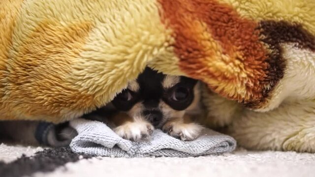 Sleepy Chihuahua Blinking from under blanket