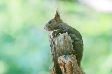 木に登るリス