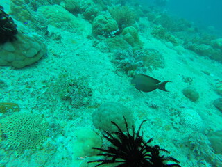 Fond marin, plongée sous marine aux îles Gili, Indonésie	