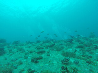 Naklejka na ściany i meble Plongée sous marine aux îles Gili, Indonésie 