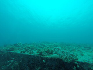 Fototapeta na wymiar Plongée sous marine aux îles Gili, Indonésie 