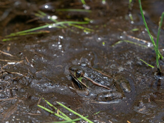 frog in the pond