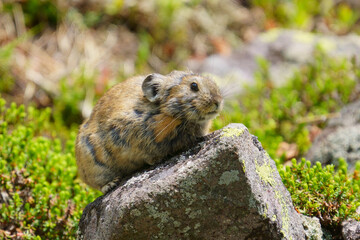 ナキウサギ