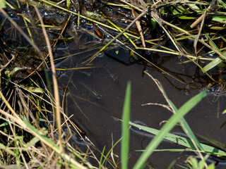 fish in the pond
