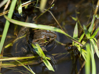 frog in the grass