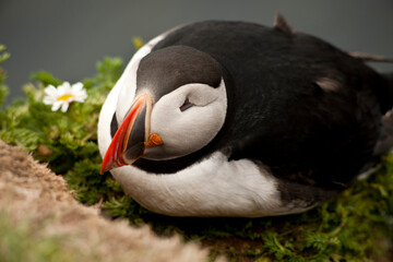 breading puffin iceland