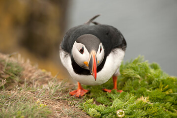 breading puffin iceland