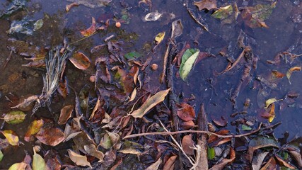 Hojas marchitas otoño
