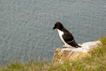 seabird at cliff iceland