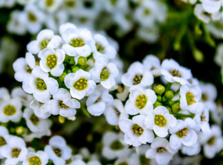 Close up of white flowers