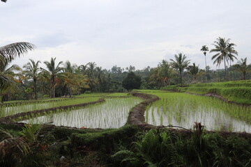 Rizi&egrave;res &agrave; Lombok, Indon&eacute;sie