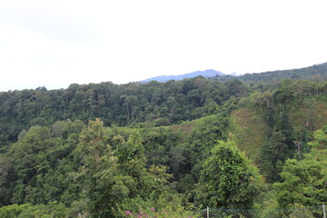 Obraz premium Forêt à Lombok, Indonésie 