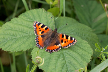 A Small Tortoiseshell Butterfly basking on a Bramble leaf.