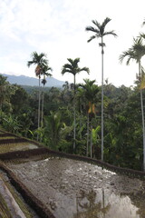 Obraz premium Rizière à Lombok, Indonésie